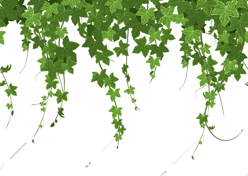 Ivy climbing plant border seamless composition with row of ripe leaves with verdant hedge and greenery vector illustration