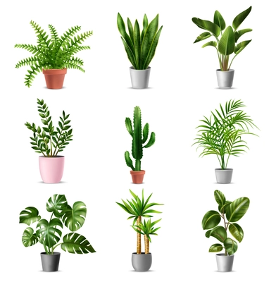 Green house plants set with potted monstera ficus cactus banana palm yucca against white background realistic isolated vector illustration