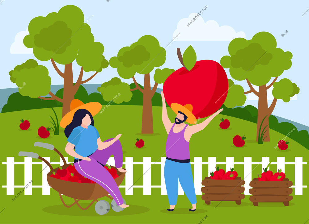 Harvesting flat composition with garden scenery and white fence with man carrying huge apple to woman vector illustration