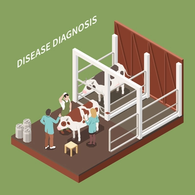 Veterinary general clinical cattle exam and diagnosis isometric composition with vet conducting ill cow examination vector illustration