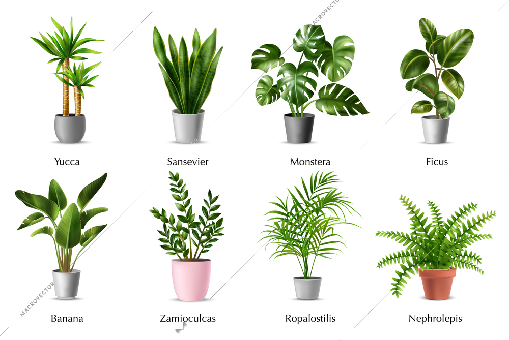 Realistic tropical house plants set with green leaves in pots isolated vector illustration