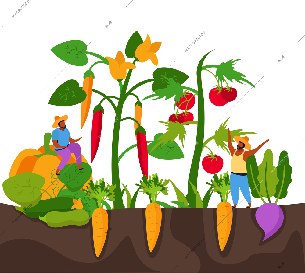 Harvesting flat background with profile view of plantation with peppers tomatoes and carrots with human characters vector illustration