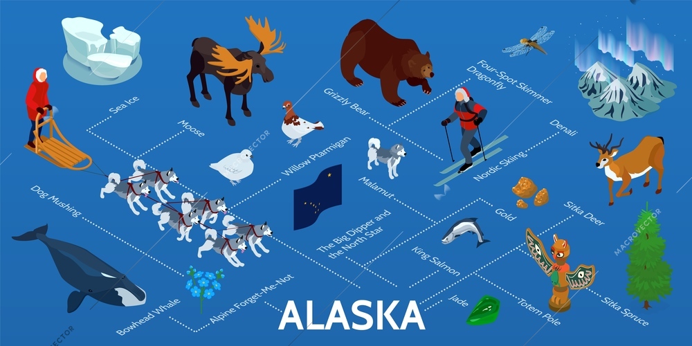 Alaska isometric infographic flowchart with nordic lights dog mushing tour king salmon gold jade grizzly bear vector illustration