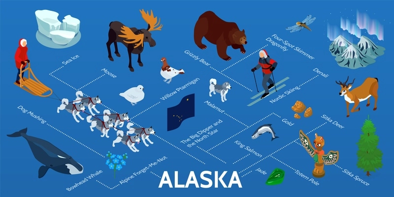 Alaska isometric infographic flowchart with nordic lights dog mushing tour king salmon gold jade grizzly bear vector illustration