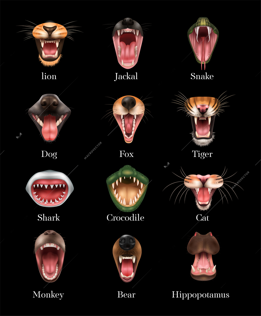 Open animal mouth realistic set with lion dog shark monkery bear fox tiger cat snake and others isolated on black background vector illustration