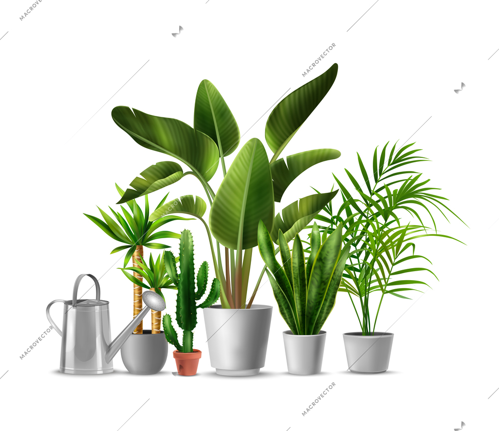 Potted green house plants with yucca banana palm cactus rhopalostylis sansevieria and metal watering can realistic vector illustration