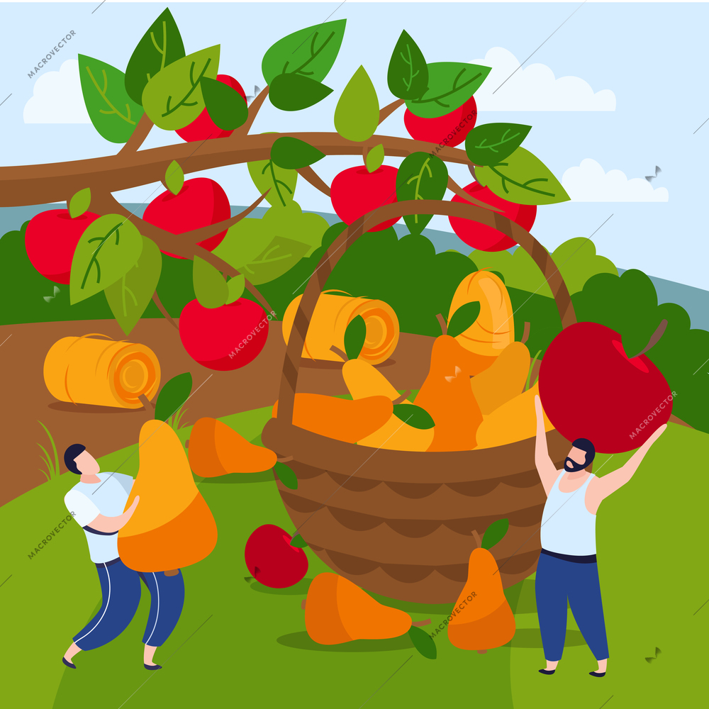 Harvesting flat composition with outdoor rural scenery and people gathering apples and pears into wooden basket vector illustration