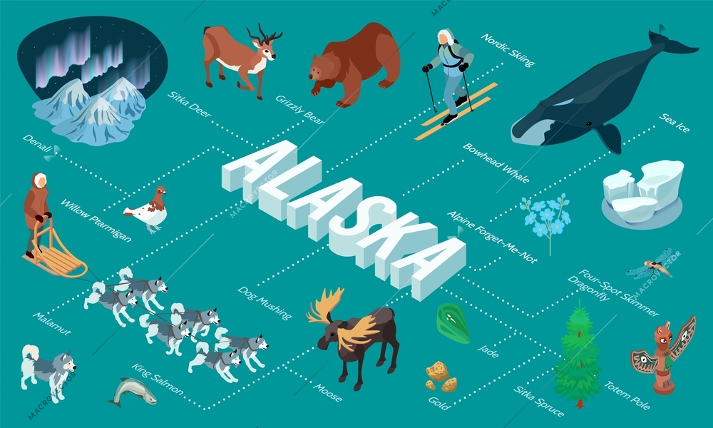 Alaska nature tourism isometric flowchart with nordic lights dog mushing king salmon pole totem whale vector illustration