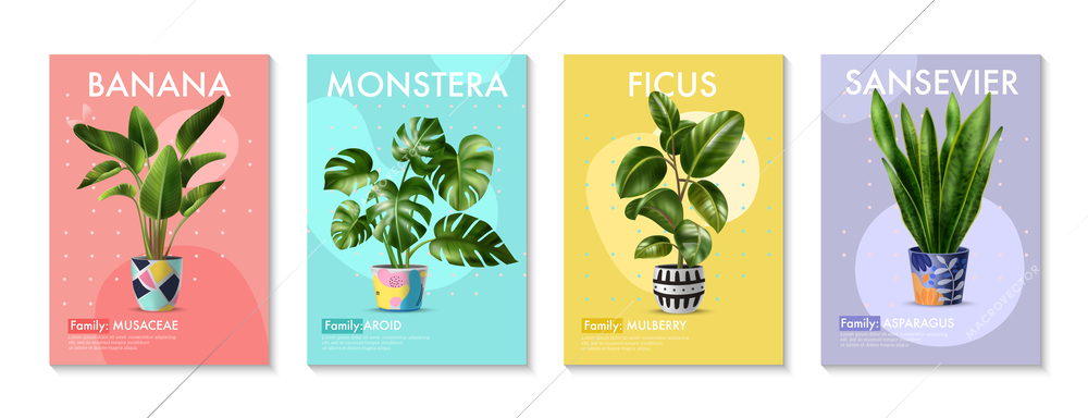 Four realistic posters with tropical green house plants banana palm monstera ficus and sansevieria in pots and their family names isolated vector illustration