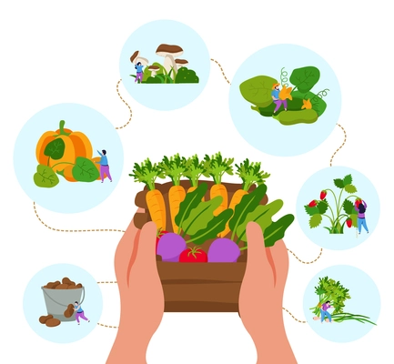 Harvesting flat background with human hands holding box of greens with ripe vegetables in round compositions vector illustration