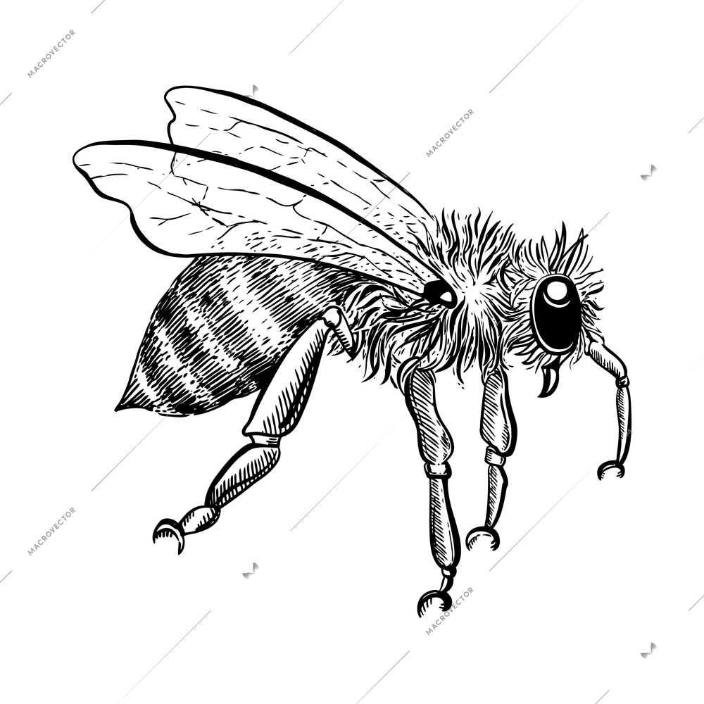 Side view sketch honey bee on white background vector illustration