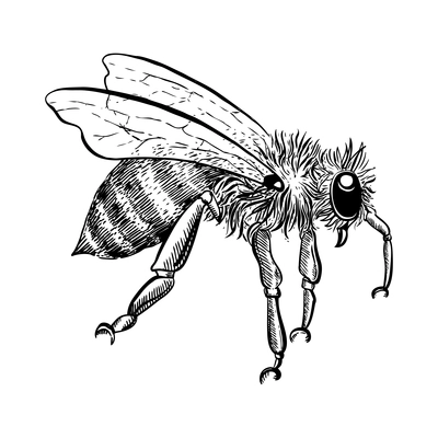 Side view sketch honey bee on white background vector illustration
