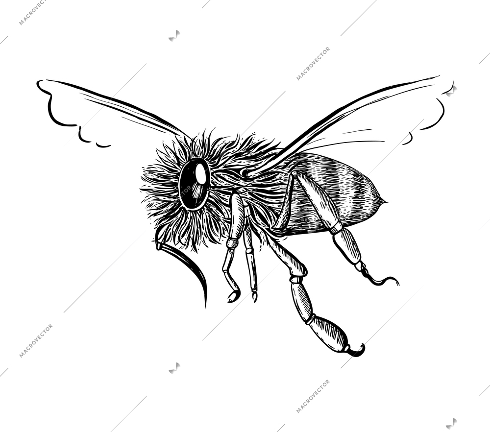 Flying honey bee side view icon in sketch hand drawn style vector illustration