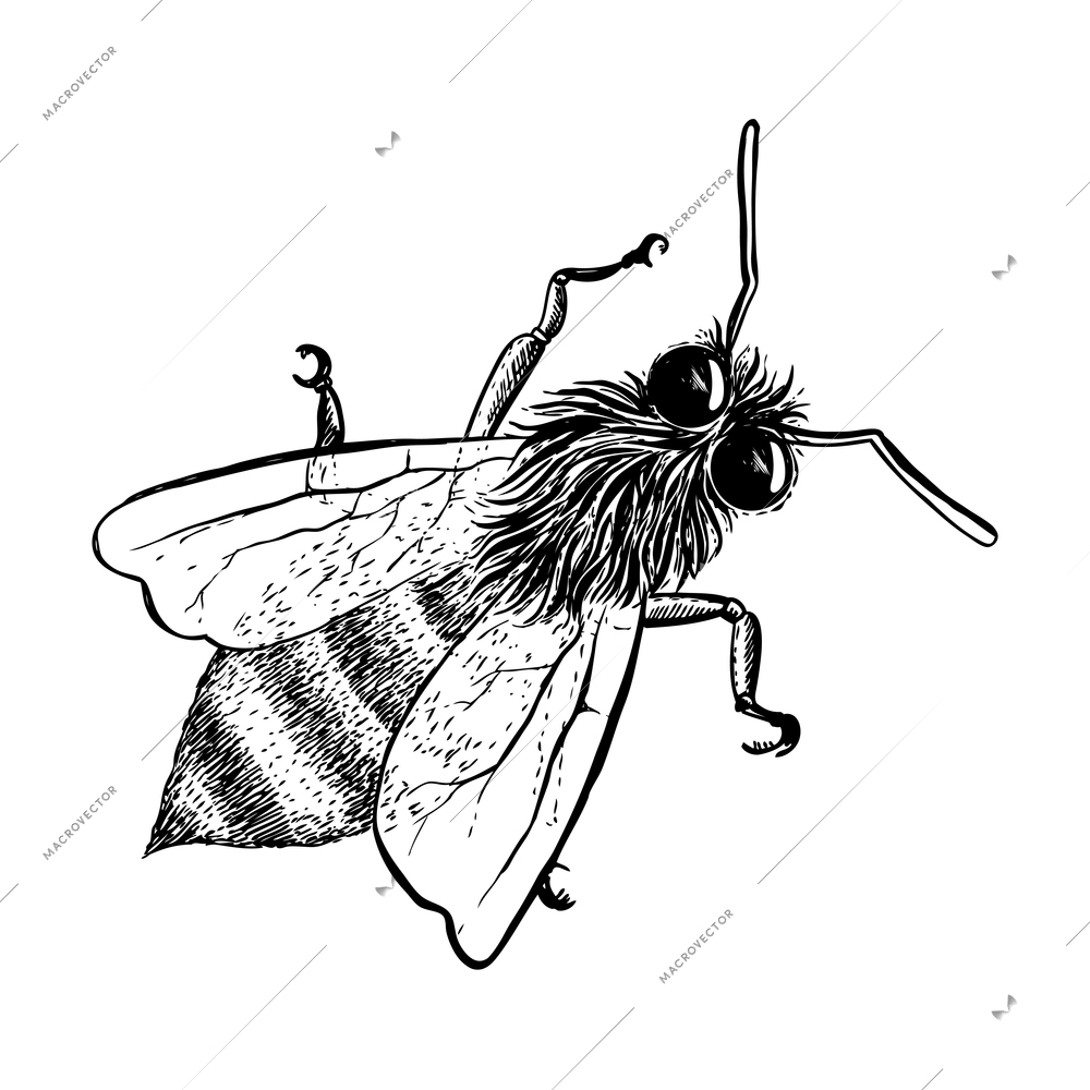 Honey bee sketch top view hand drawn vector illustration