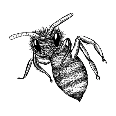 Cute sketch honey bee icon bottom view vector illustration