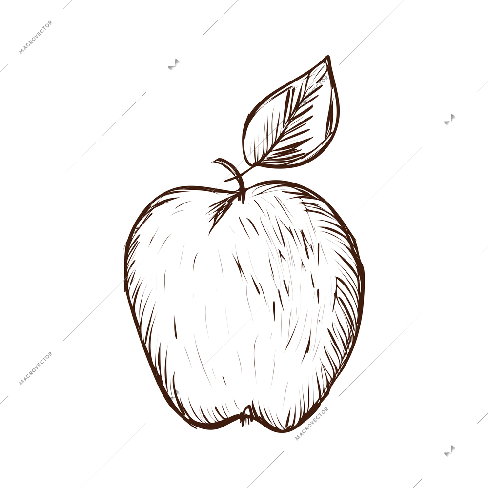 Whole apple with leaf hand drawn vector illustration