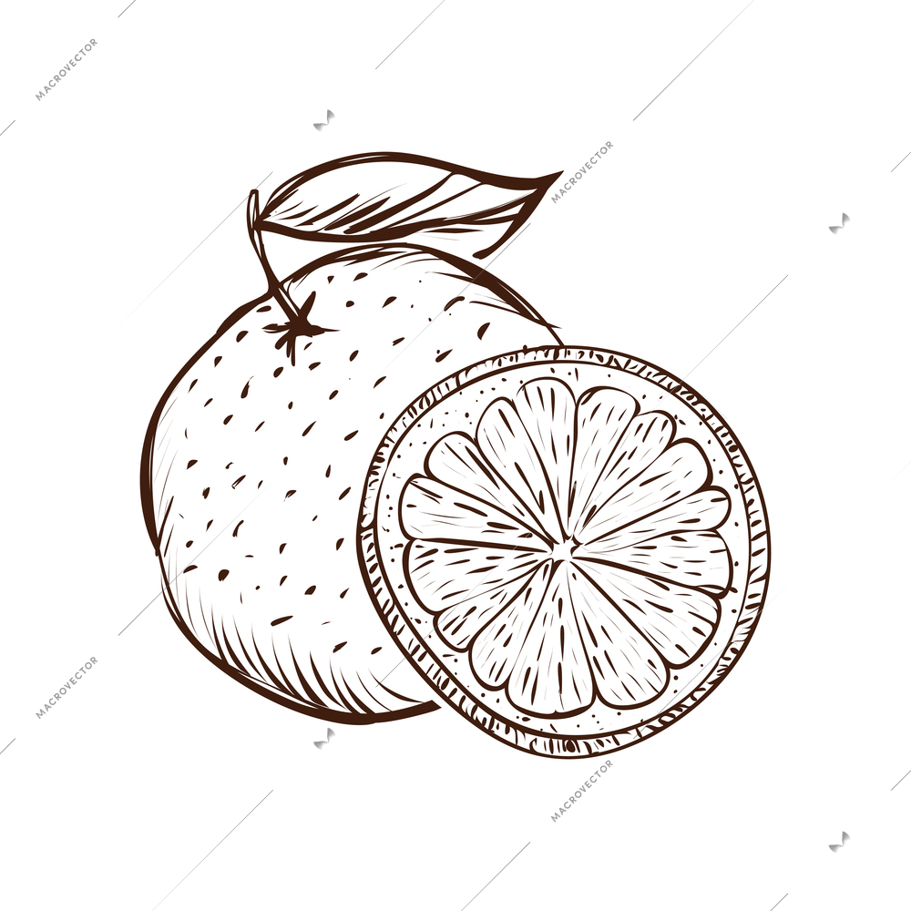 Whole unpeeled orange and slice with leaf hand drawn vector illustration