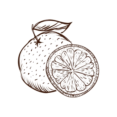 Whole unpeeled orange and slice with leaf hand drawn vector illustration