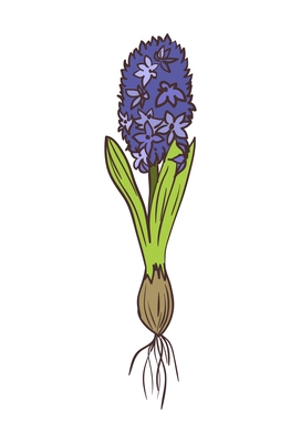 Beautiful blooming hyacinth with bulb hand drawn vector illustration