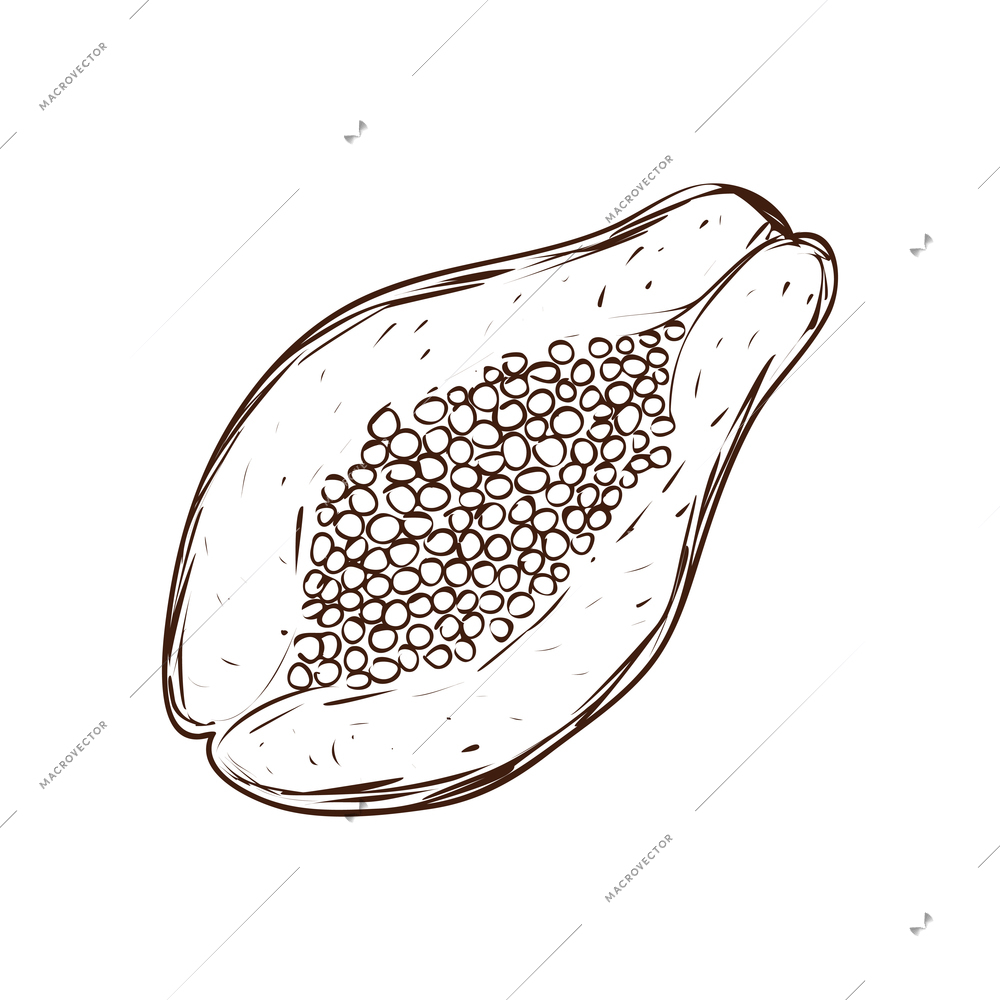 Hand drawn half of papaya fruit vector illustration