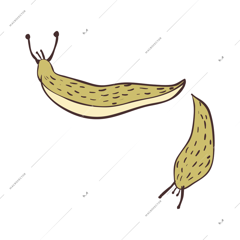 Two green hand drawn slugs isolated on white background vector illustration