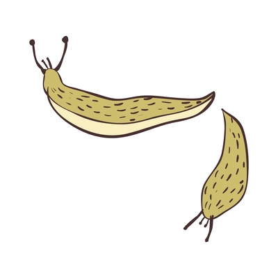 Two green hand drawn slugs isolated on white background vector illustration