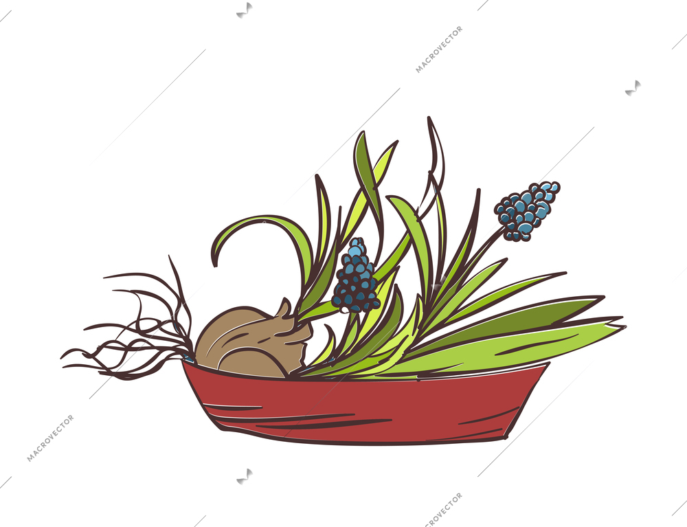 Hand drawn plate with blooming muscari flowers with bulbs vector illustration