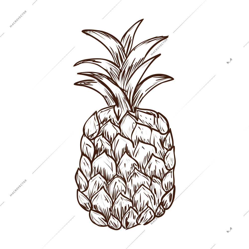 Hand drawn pineapple on white background vector illustration