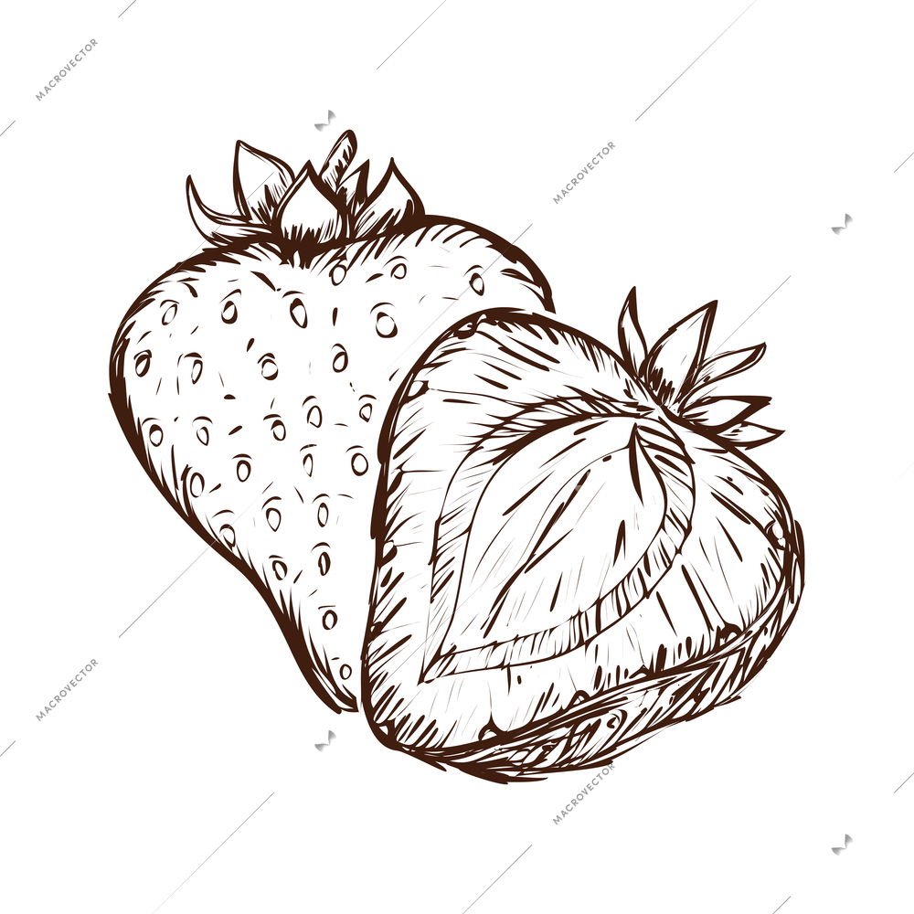 Hand drawn whole and half strawberry vector illustration