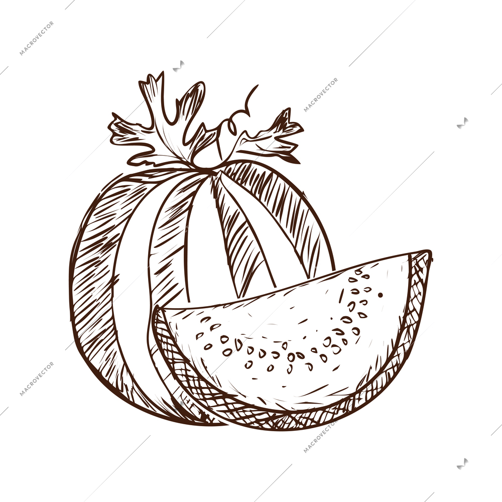 Whole watermelon with leaves and slice hand drawn vector illustration