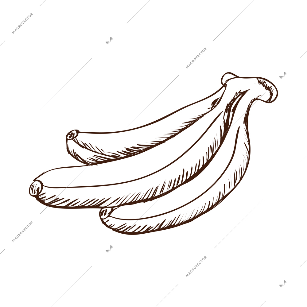 Hand drawn bunch of bananas vector illustration