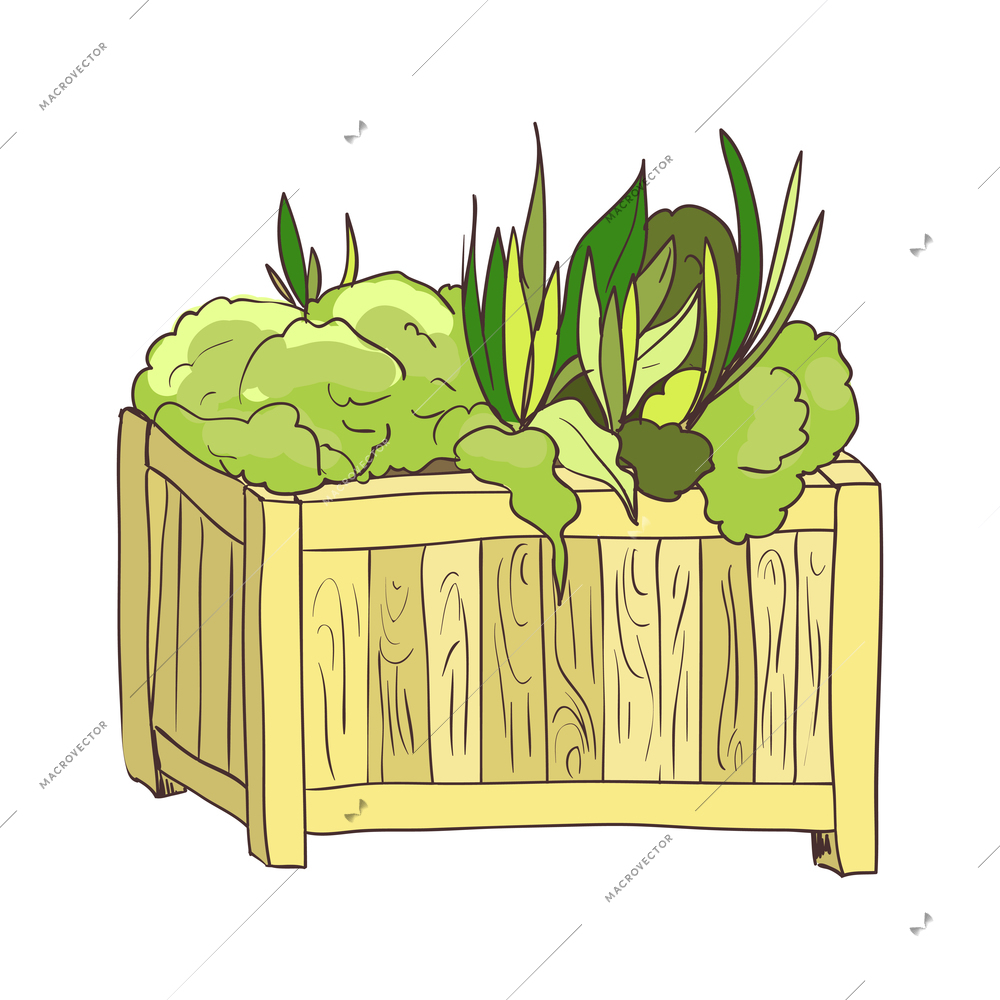 Hand drawn green garden plants growing in wooden box vector illustration