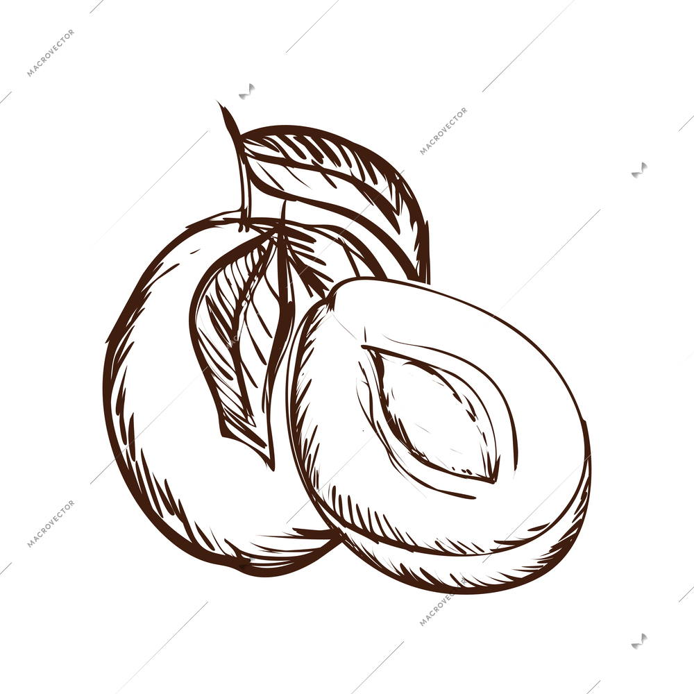 Whole plum and half with leaves hand drawn vector illustration