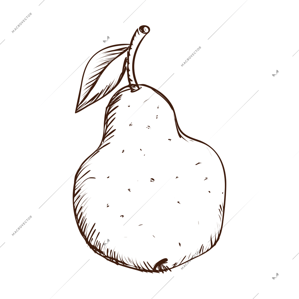 Hand drawn whole pear with leaf vector illustration