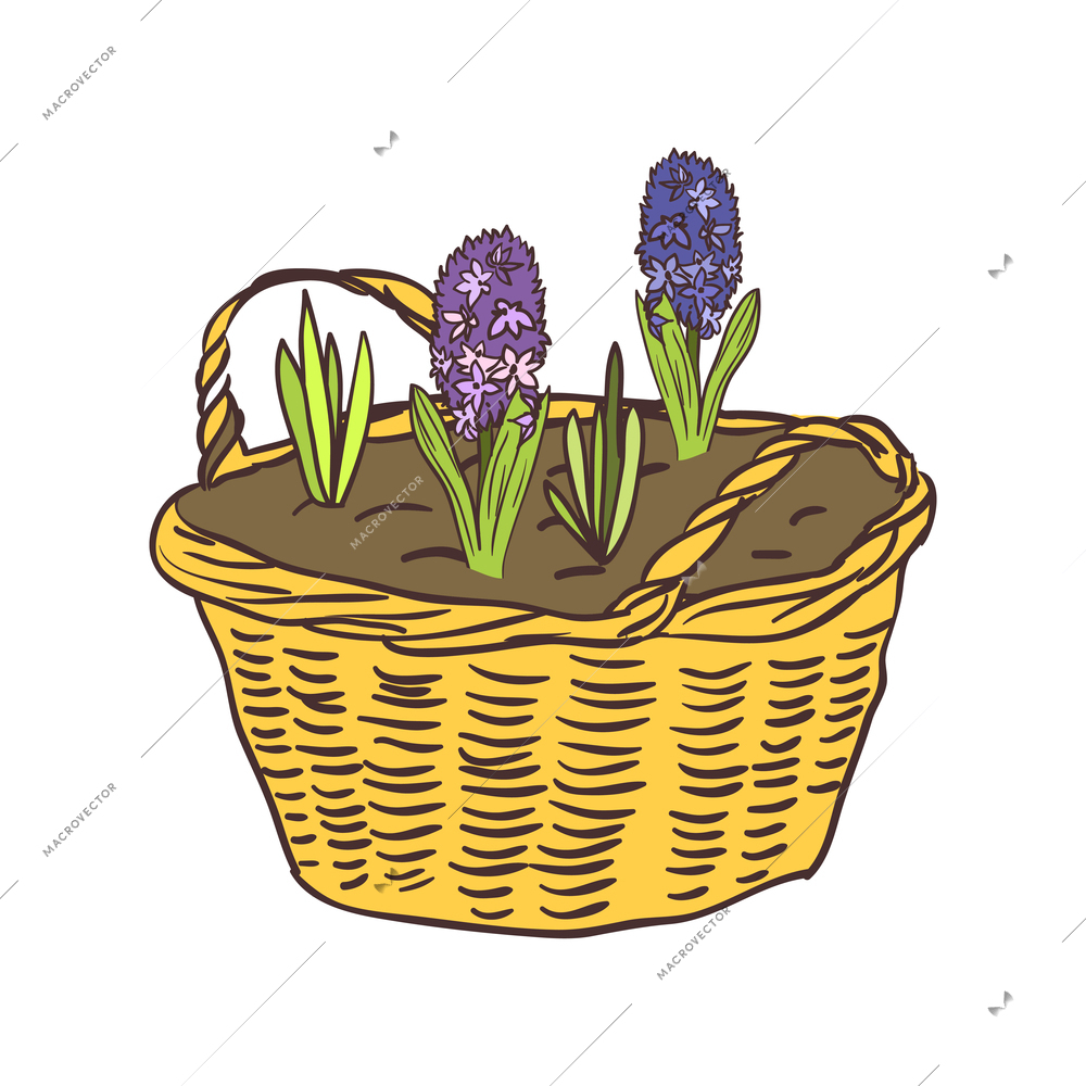 Hand drawn wicker basket with growing blooming hyacinths vector illustration