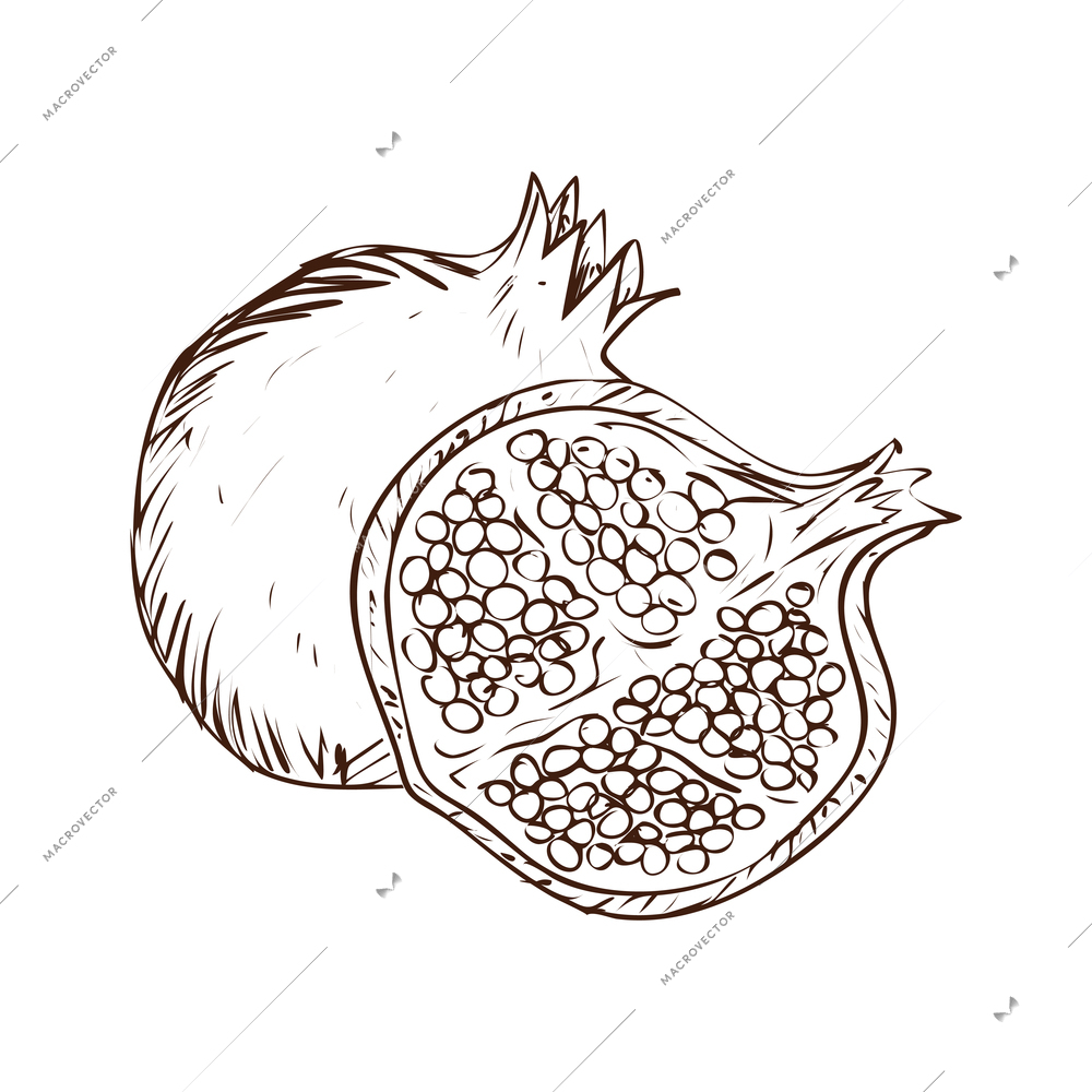 Whole and cut pomegranate hand drawn vector illustration