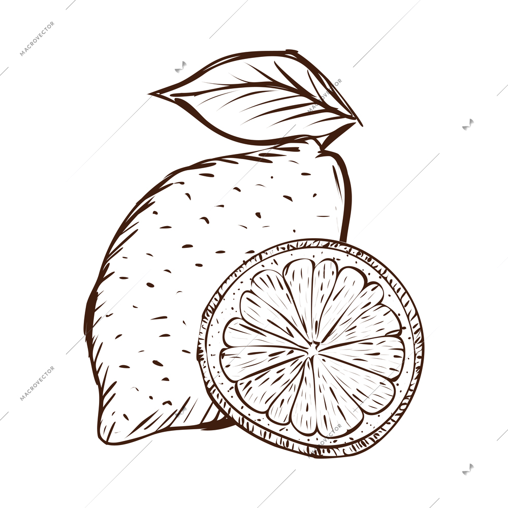 Hand drawn whole lemon with leaf and slice vector illustration