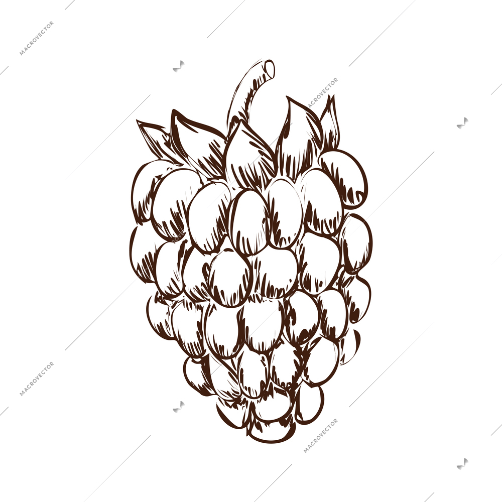 Hand drawn blackberry with leaf vector illustration