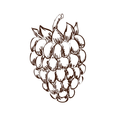 Hand drawn blackberry with leaf vector illustration