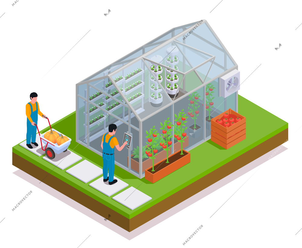 Modern greenhouse isometric colored composition farmers set up greenhouse and harvest the ripe crops vector illustration