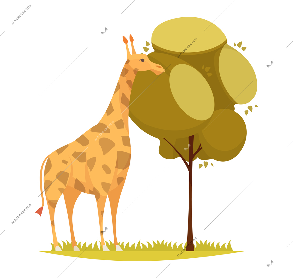 Safari composition with outdoor scenery and giraffe eating tree leaves vector illustration