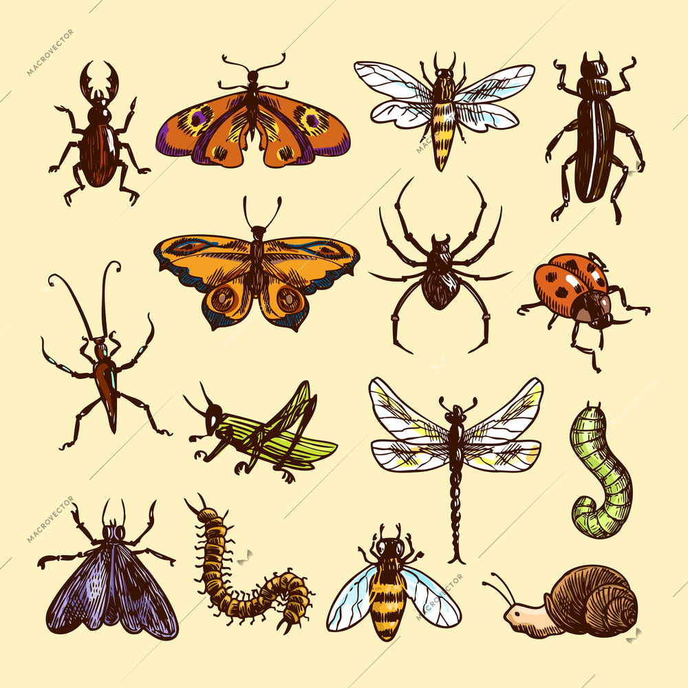 Insects sketch colored decorative icons set with ladybug caterpillar wasp isolated vector illustration