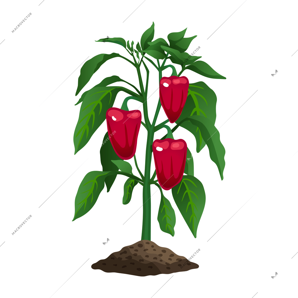 Farming organic vegetables composition with image of plant with leaves and chili peppers vector illustration