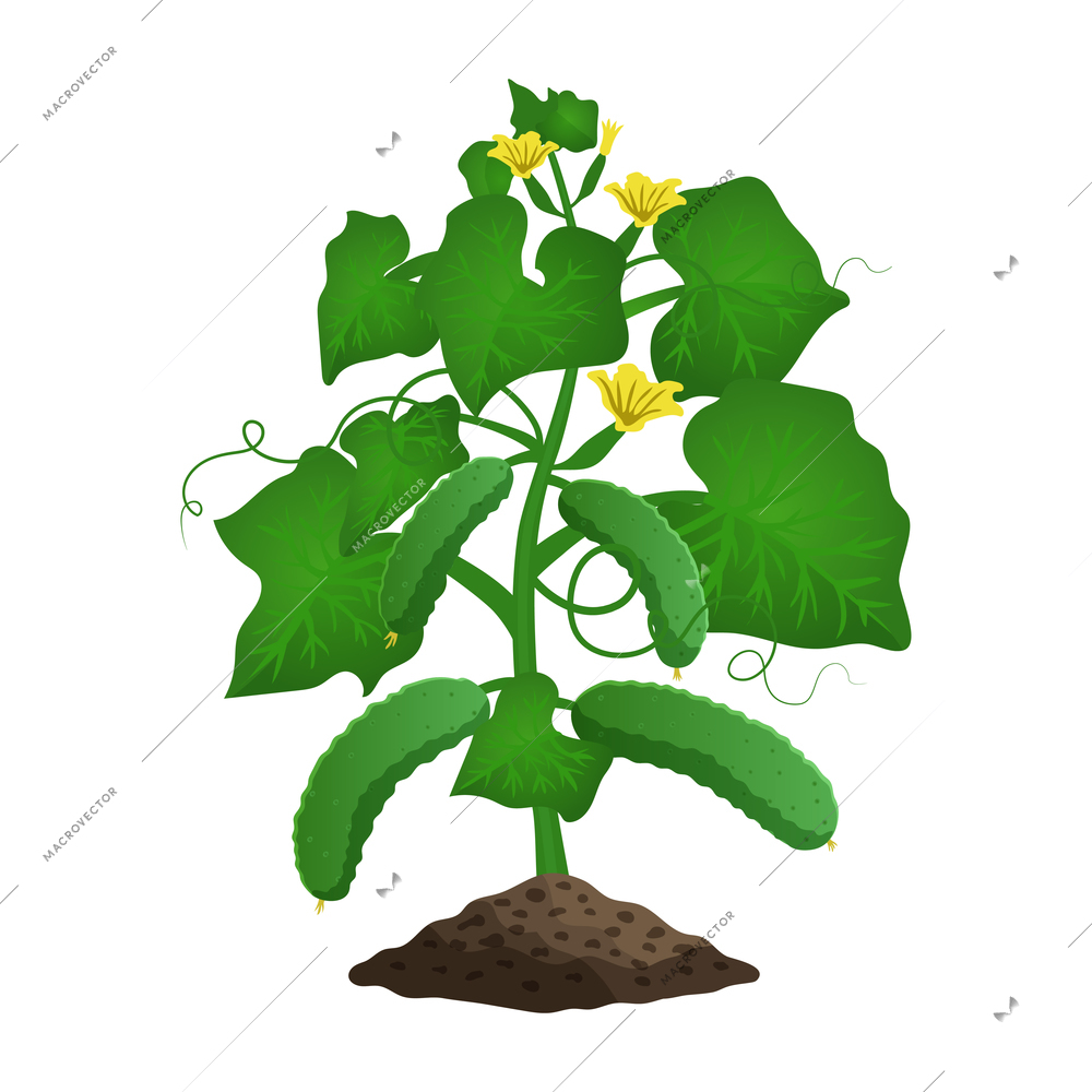 Farming organic vegetables composition with image of plant with leaves flowers and cucumbers vector illustration