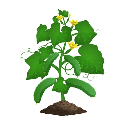 Farming organic vegetables composition with image of plant with leaves flowers and cucumbers vector illustration