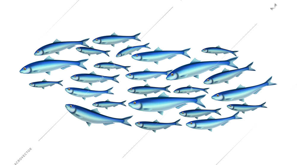 Fish school colony realistic composition with isolated images of fishes in shoal on transparent background vector illustration