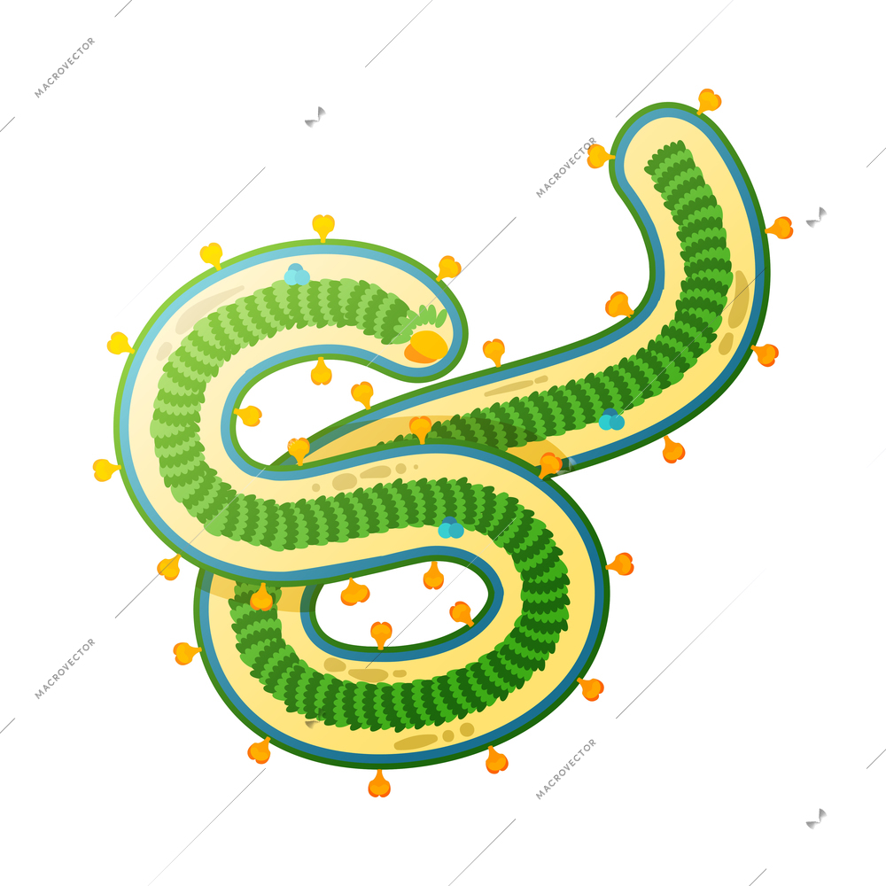 Human virus composition with isolated image of ebola bacteria vector illustration