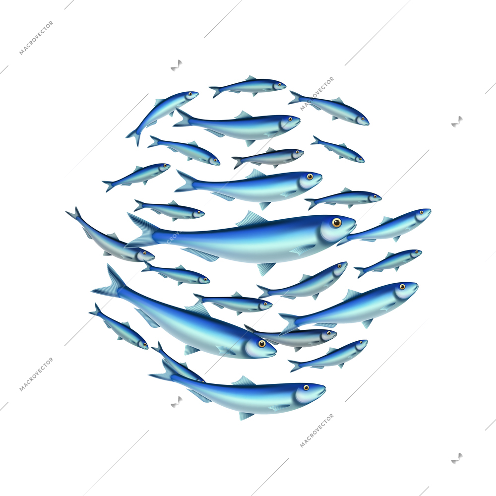 Fish school colony realistic composition with isolated images of fishes in shoal on transparent background vector illustration