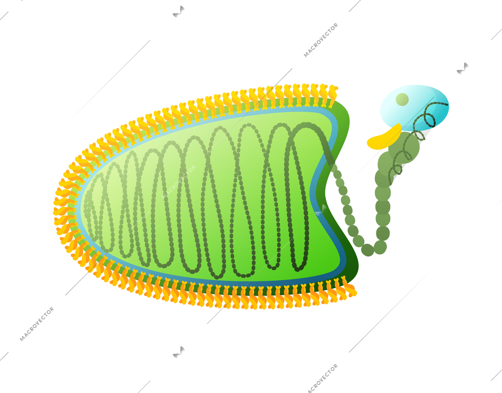 Human virus composition with isolated image of rabies bacteria vector illustration