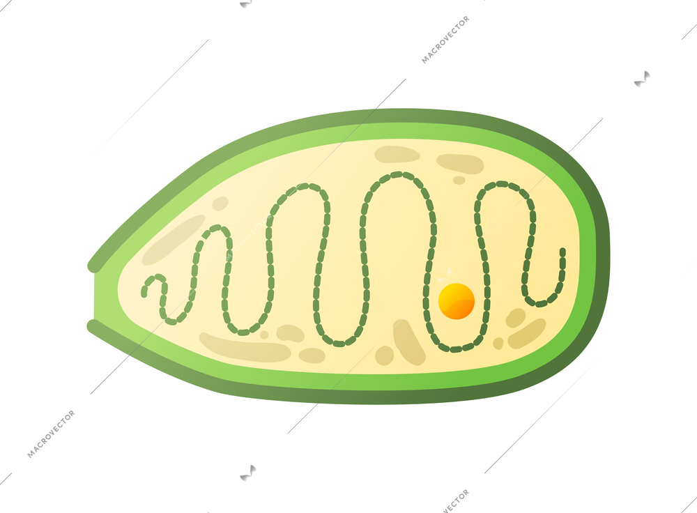 Human virus composition with isolated image of pandoravirus bacteria vector illustration